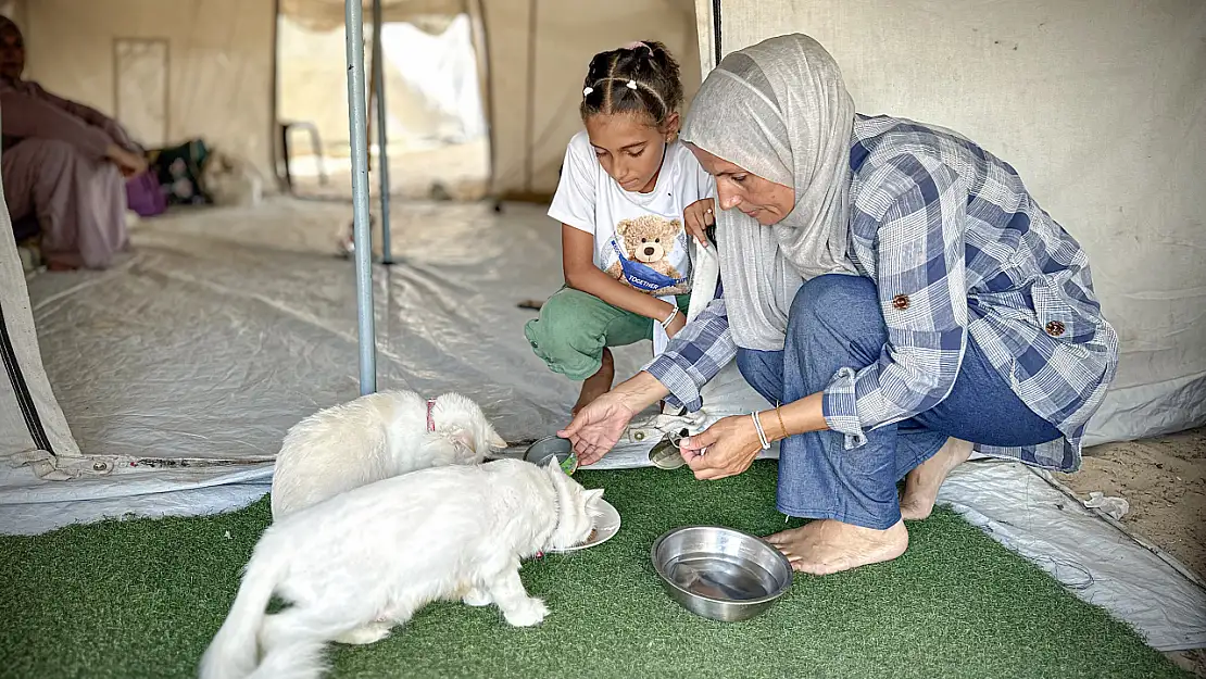 Han Yunus' ta Dünya Kediler Günü