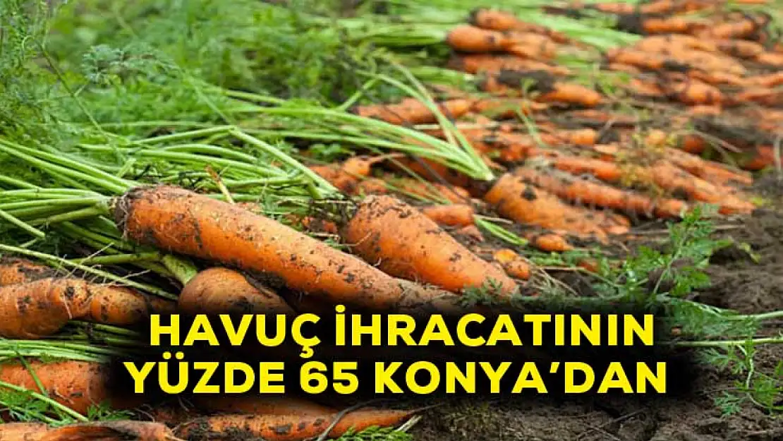 Havuç ihracatının yüzde 65 Konya'dan