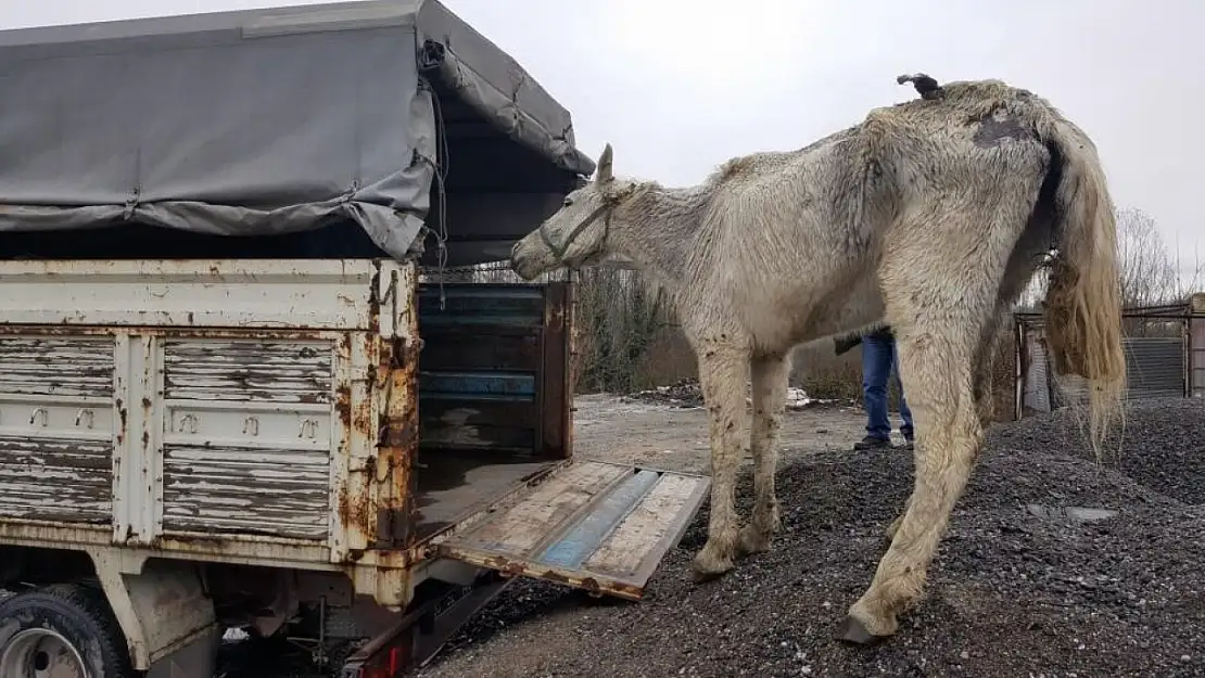 Hayvanlara zarar veren ve kaçak avlanan 62 kişiye 788 bin TL ceza!