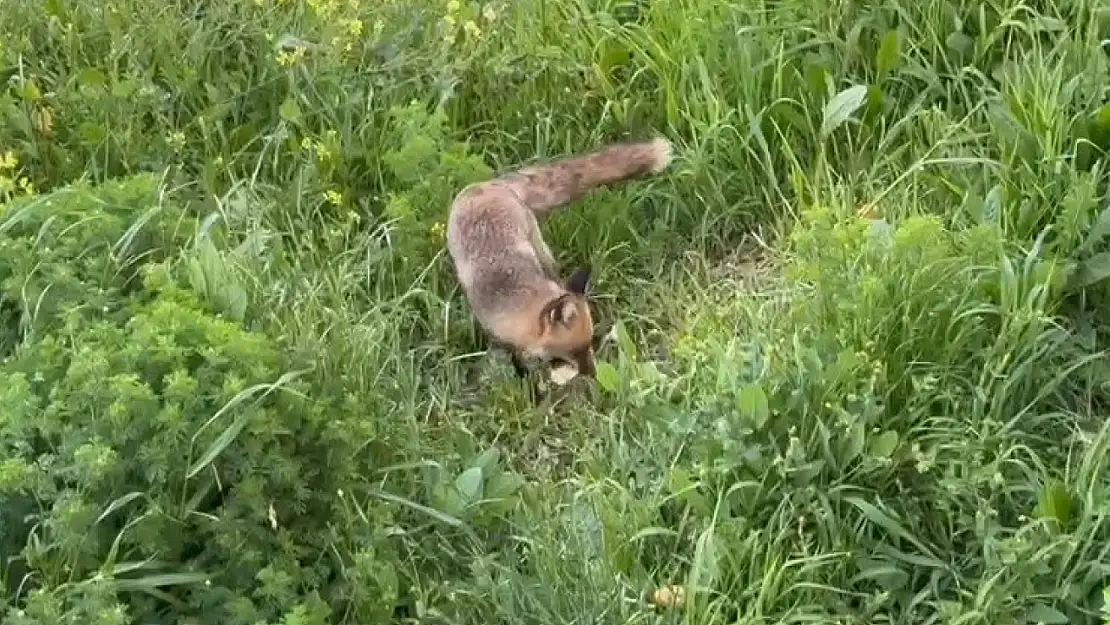 Hergün bahçesine gelen tilkiyi ekmek ile besliyor