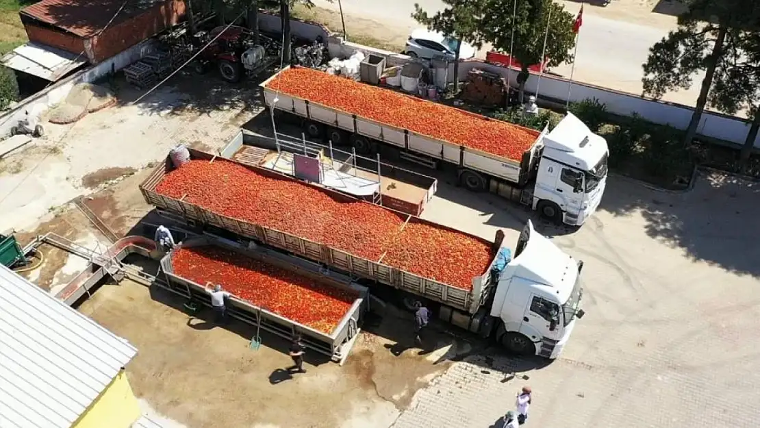 Hollanda'ya ihraç ediliyor