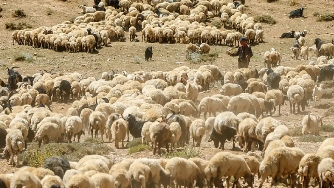 İdil ilçesinde şap alarmı:  Giriş çıkışları yasaklandı