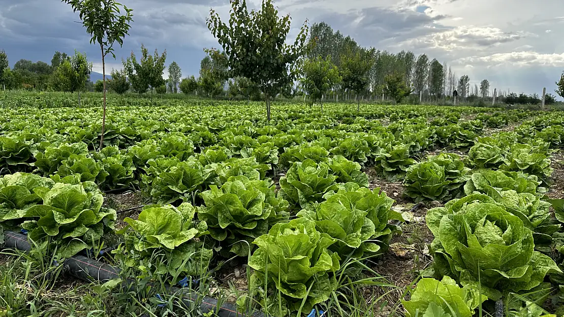 Iğdır'da binlerce dekar marul yeni sezon için hazır