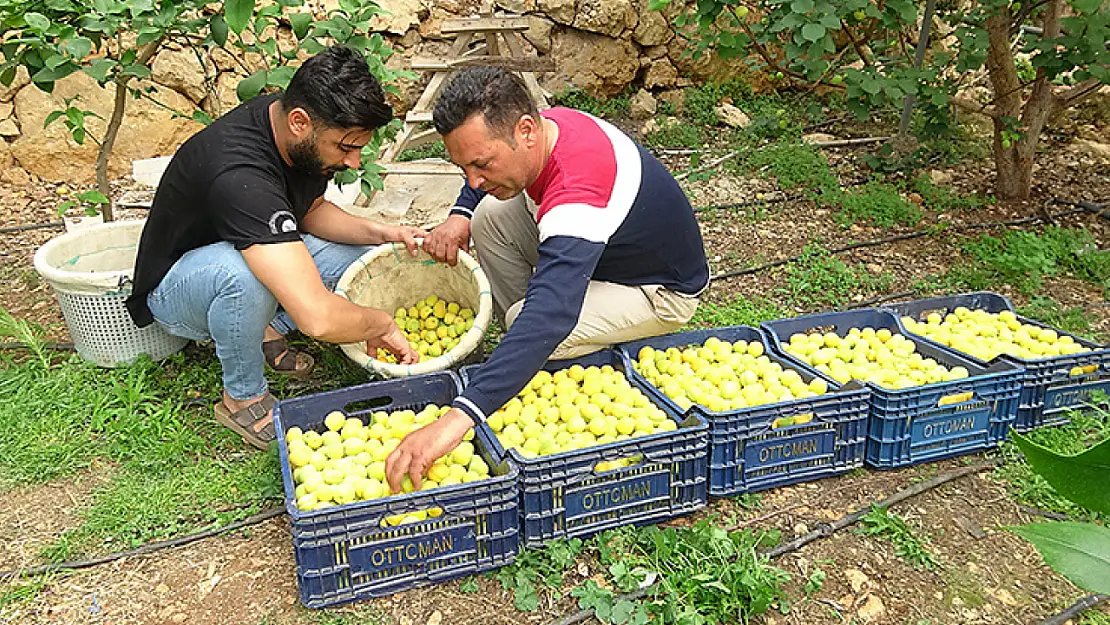 İlk kayısı hasadı yapıldı