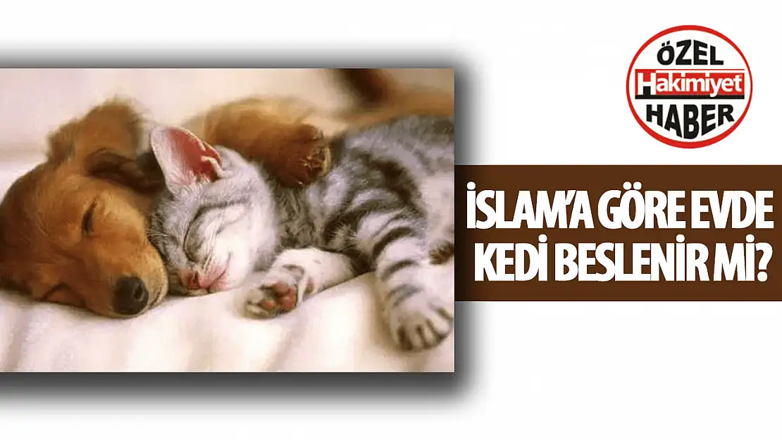 İslam Dinine göre evde kedi ya da köpek beslenebilir mi?