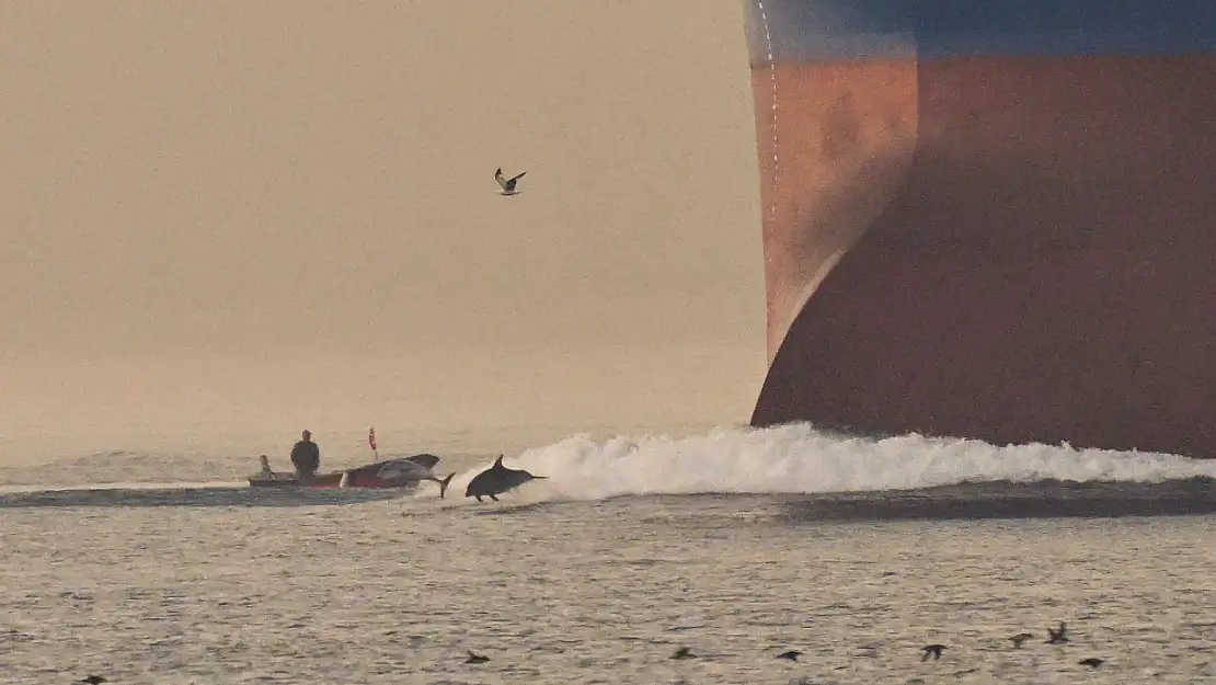 İstanbul Boğazı'nda yunuslar gemilere eşlik ediyor
