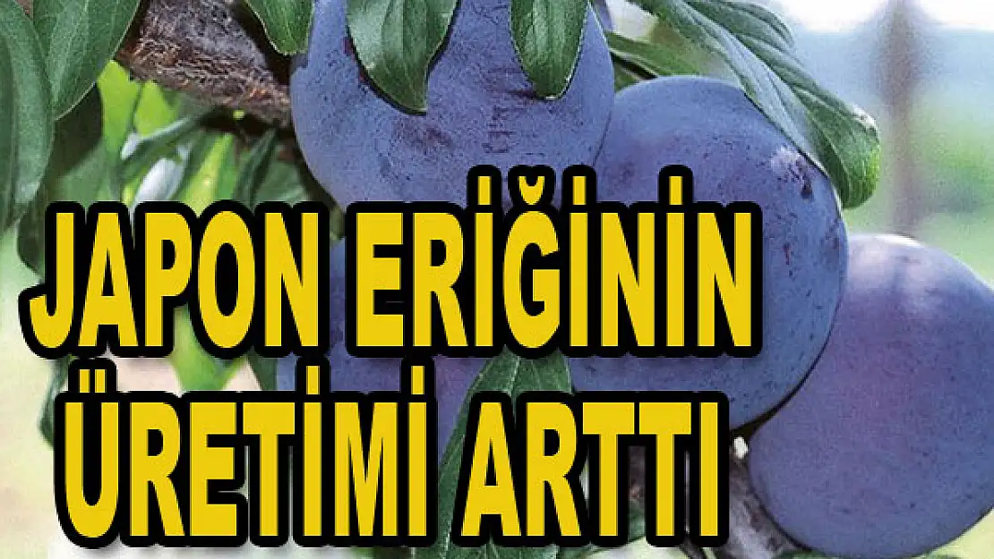 Japon eriğinin üretimini arttırdı...