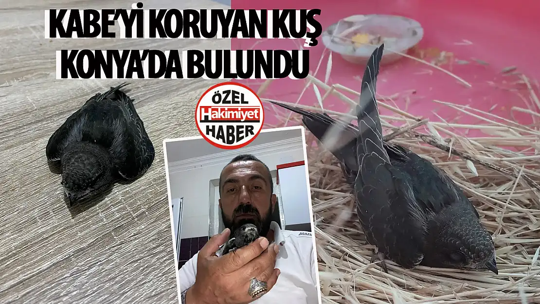 Kabe'yi koruyan kuş türü Konya'da bulundu: Uçamadığını fark edince kucak açtı!
