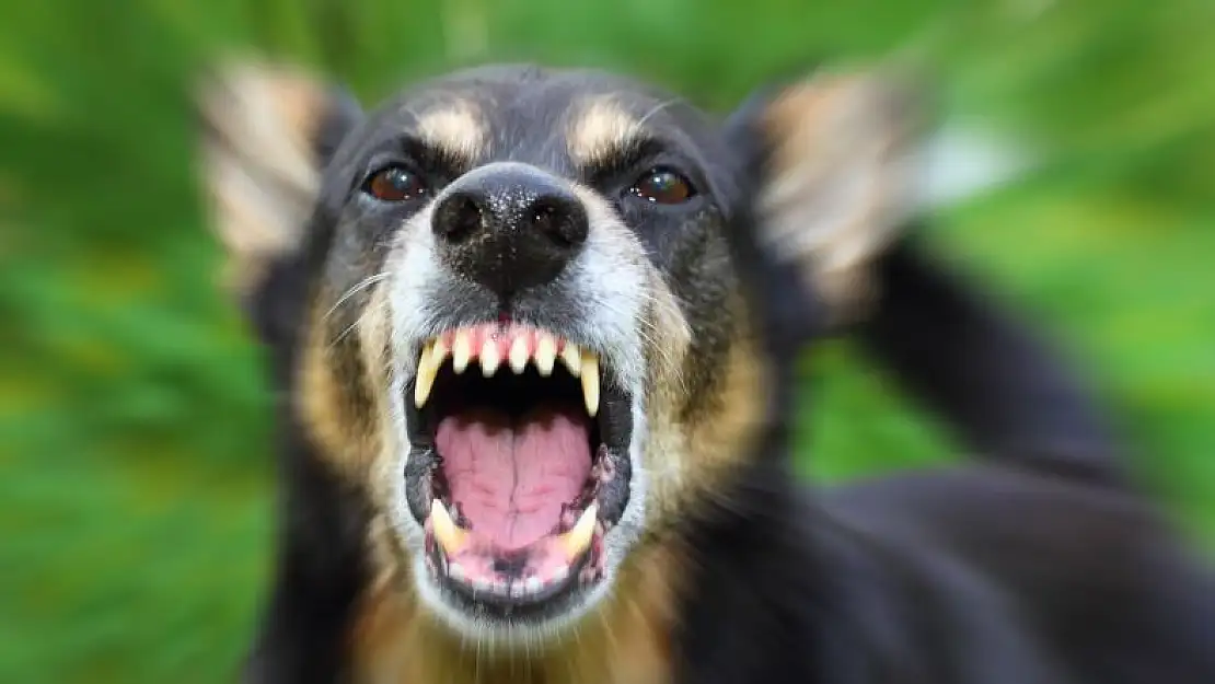 Karaman'da yaşlı kadını öldüren köpeğin cesedi Konya'ya gönderildi