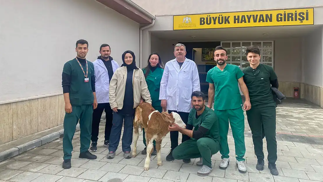 Karın boşluğu gelişmeye buzağı Selçuk Üniversitesi Hayvan Hastanesinde hayata tutundu