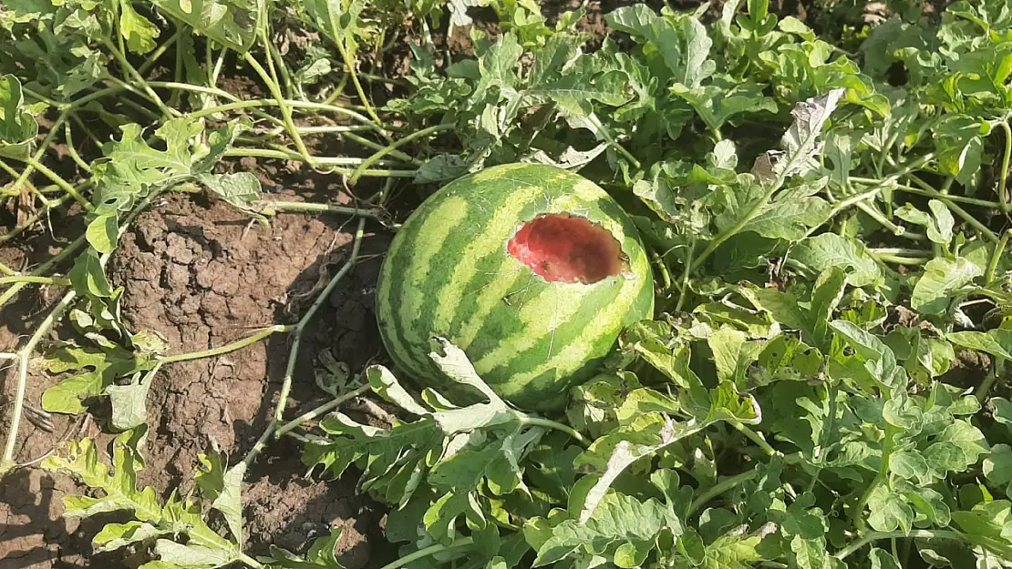 Karpuz hasadı yapmak isteyen çiftçiye 'karga' şoku!