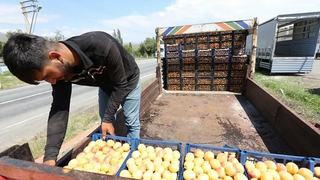 Kars'tan Rusya, Ukrayna ve Azerbaycan'a gönderiliyor! Kabızlığı bitiren meyve, bağırsakları saat gibi çalıştırıyor