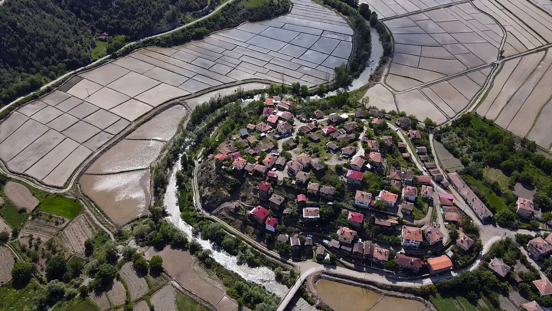 Kastamonu'nun Tosya ilçesinde eşsiz görüntü: Ortalıca köyü çeltik tarlalarının sularıyla yarımadaya dönüşüyor
