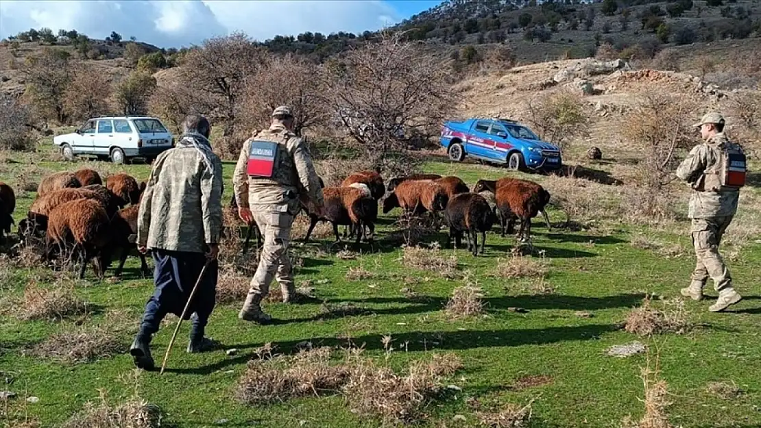 Kaybolan 40 koyun dron sayesinde bulundu!