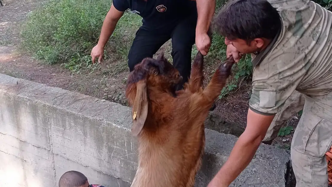 Keçiler havuza düştü, itfaiye kurtardı