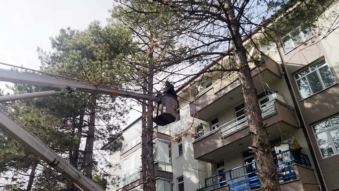 Kedi çam ağacında mahsur kaldı