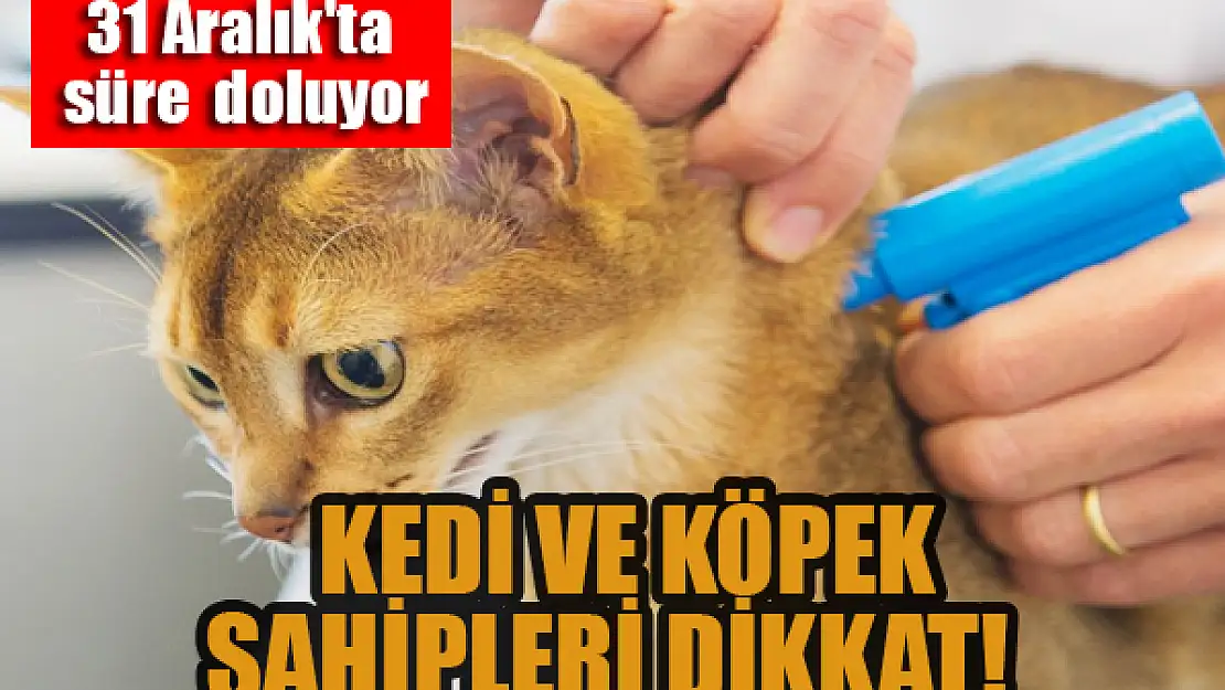 Kedi ve köpek sahipleri dikkat!  31 Aralık'ta süre  doluyor