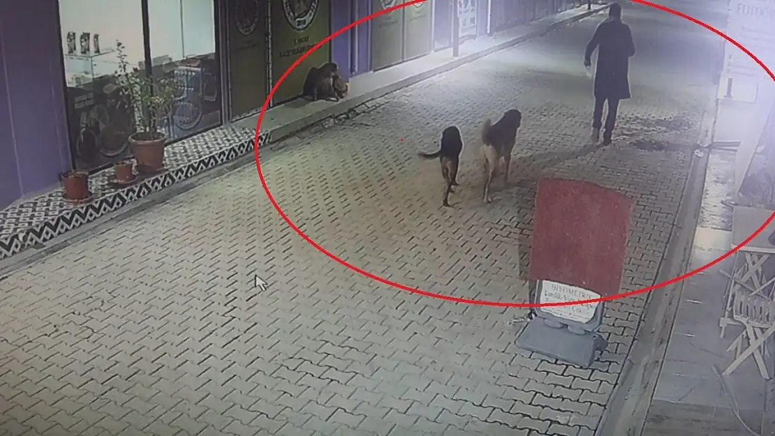 Kedileri köpeklere parçalatan şahıs yakalandı