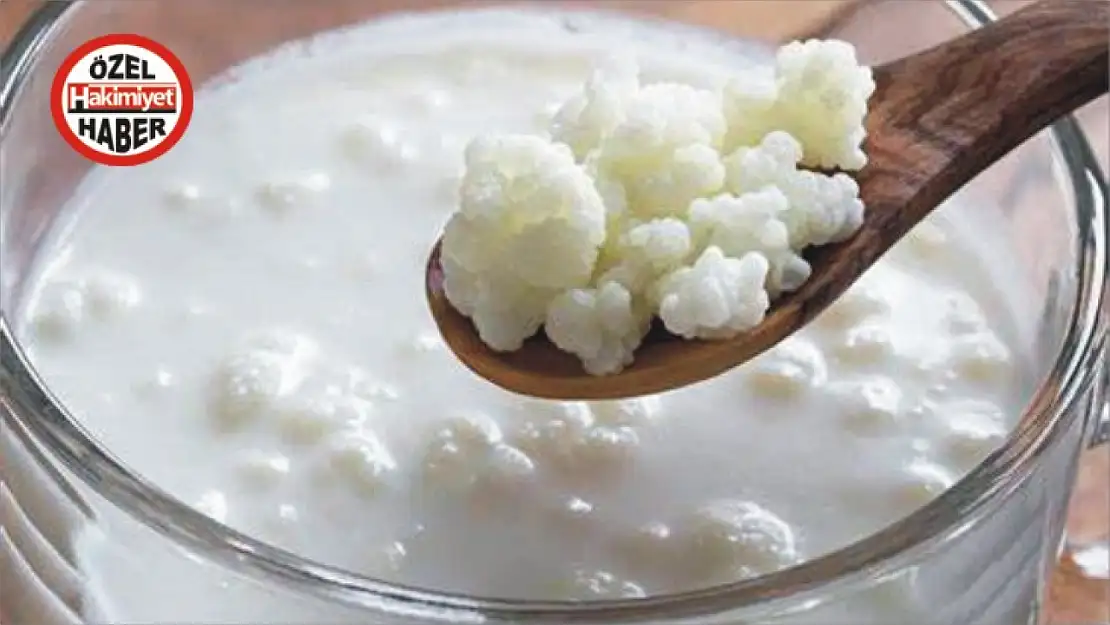 Kefir nasıl yapılır? Sağlığa ne gibi faydaları vardır? Fazla tüketimi nelere yol açar?