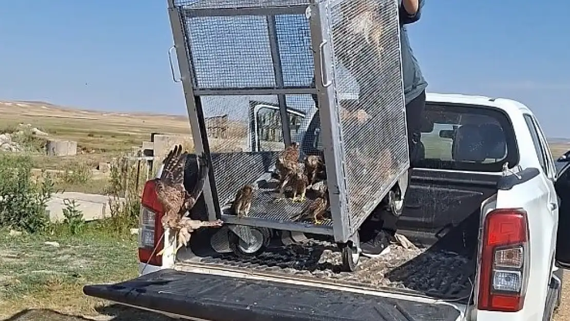 Kerkenez kuşları gerekli bakım için alındı