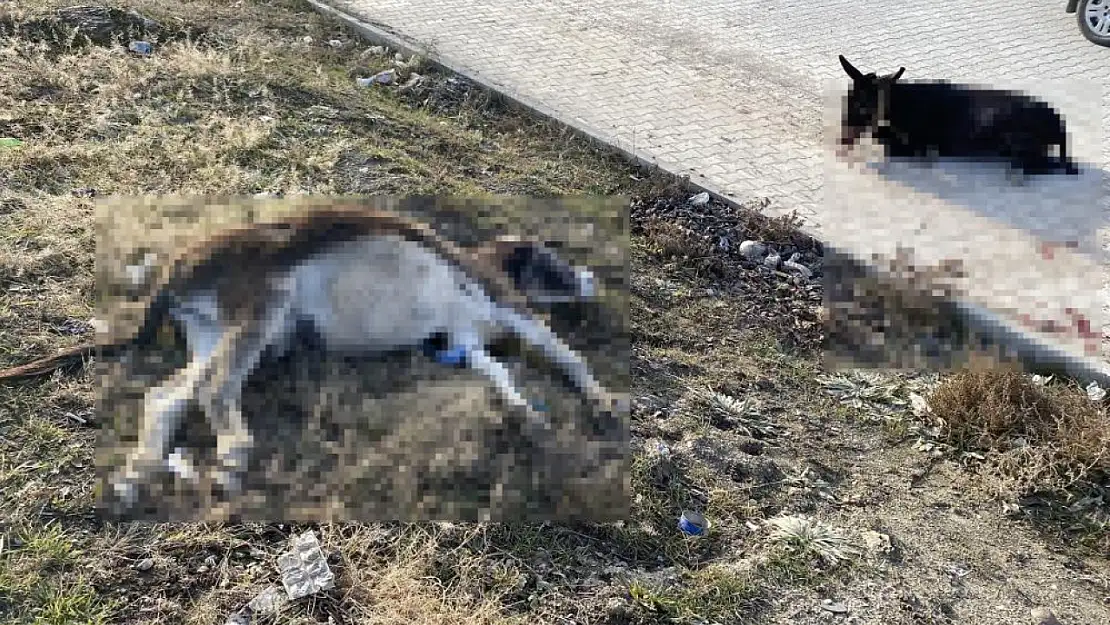 Konya Ankara Kara yolu üzerinde kaza: Başıboş eşeklere tır çarptı!