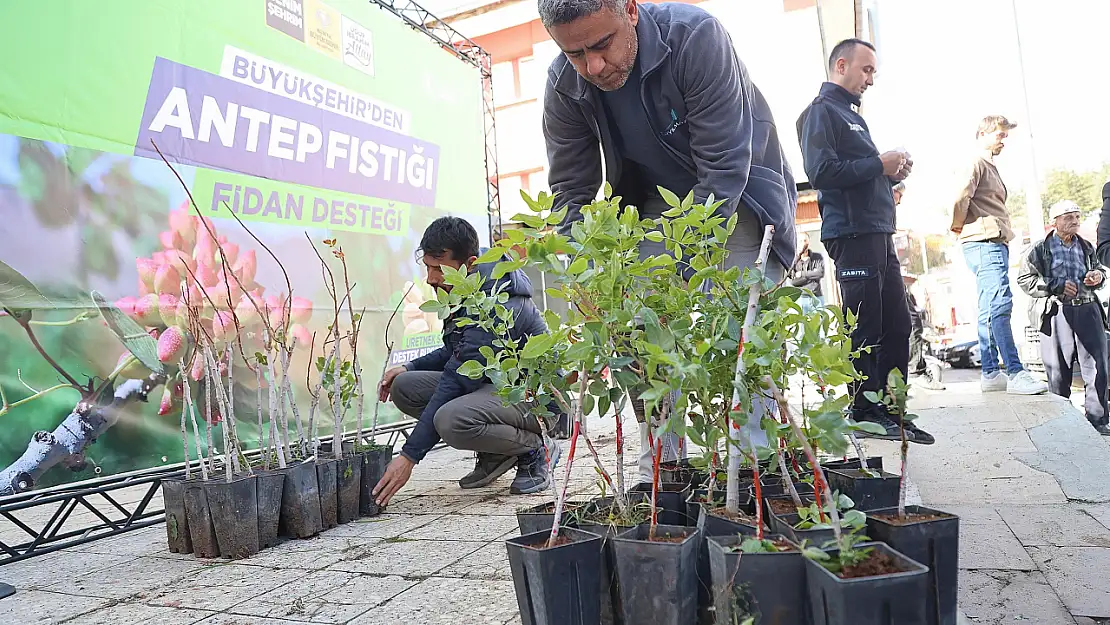 Konya Büyükşehir Belediyesi'nden Antep fıstığı fidanı desteği