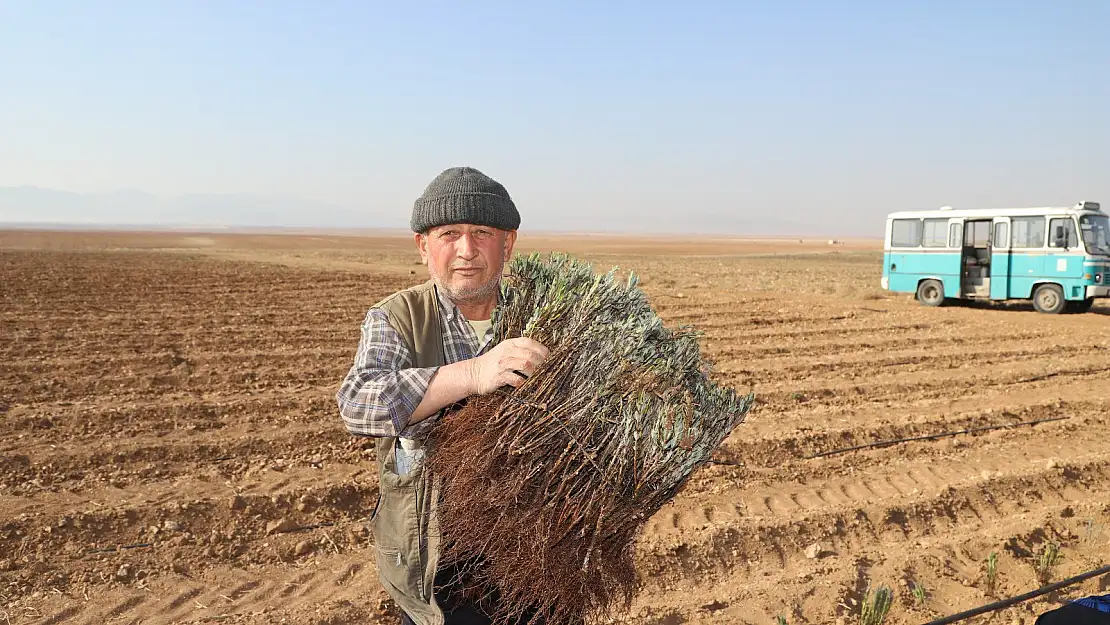 Konya Büyükşehir'in üreticiye lavanta fidesi desteği sürüyor