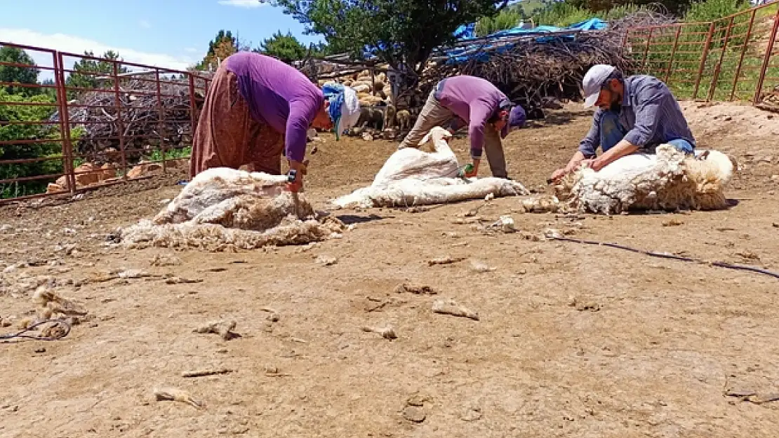 Konya'da 2 bin 133 rakımda hayvancılık