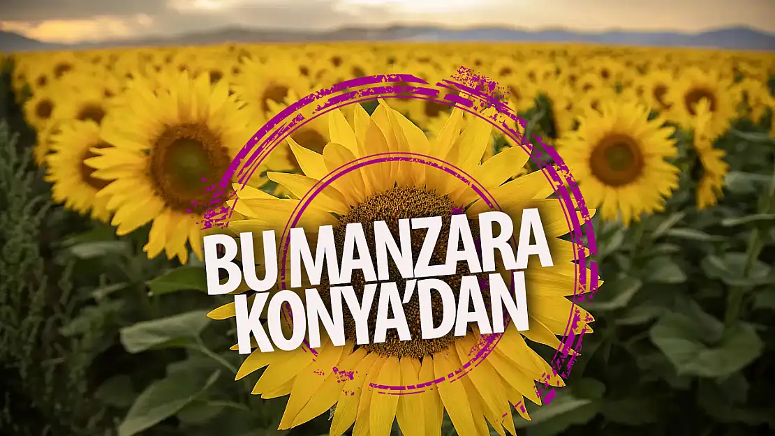 Konya'da ayçiçekler açtı, tarlalar sarıya boyandı