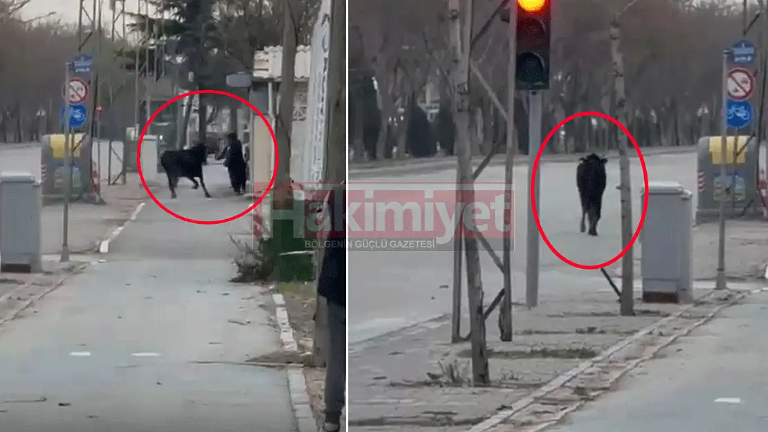 Konya'da başıboş inek paniği
