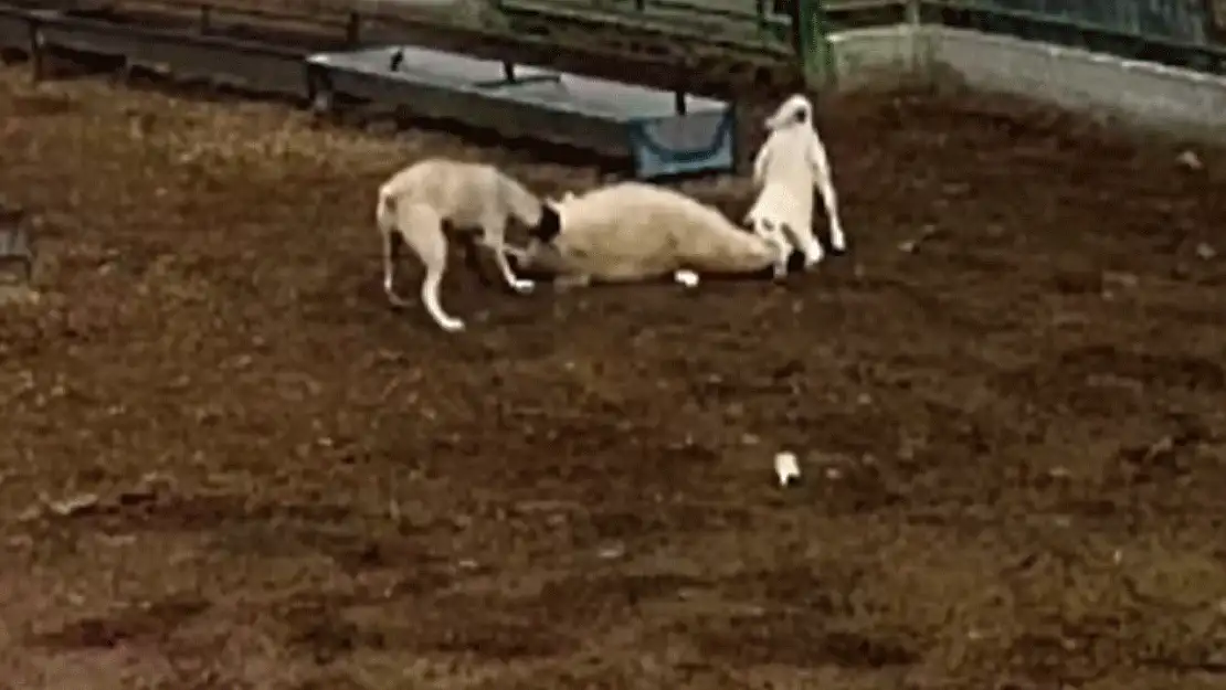 Konya'da besledikleri köpekler dehşet saçtı