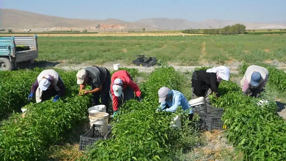 Konya'da bu ürünler tarladan direkt halka ulaşıyor