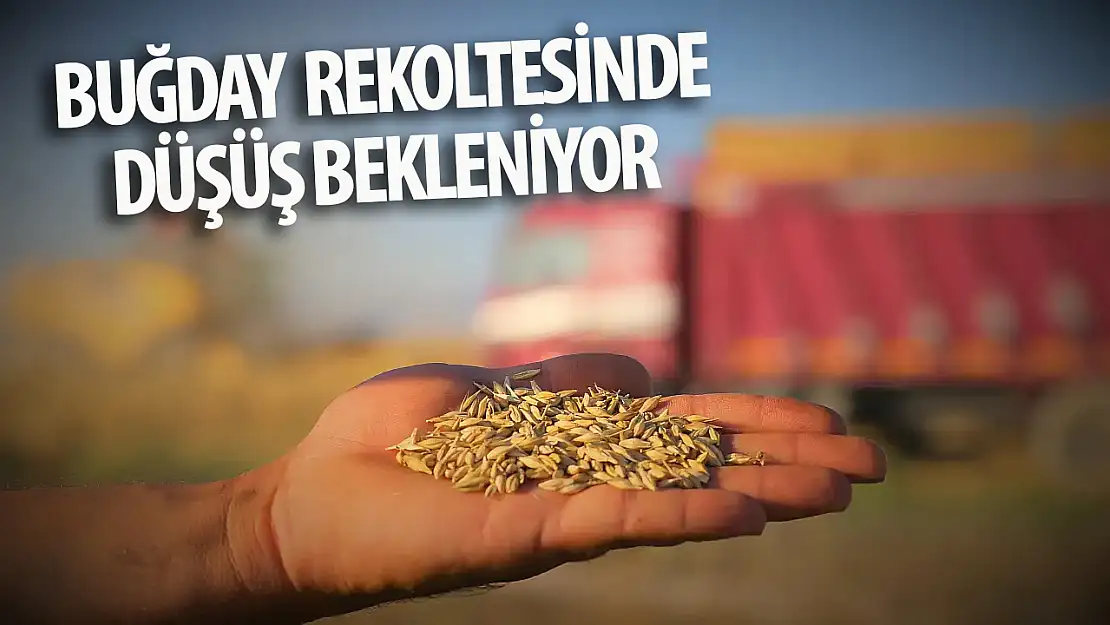 Konya'da buğday rekoltesinde düşüş bekleniyor