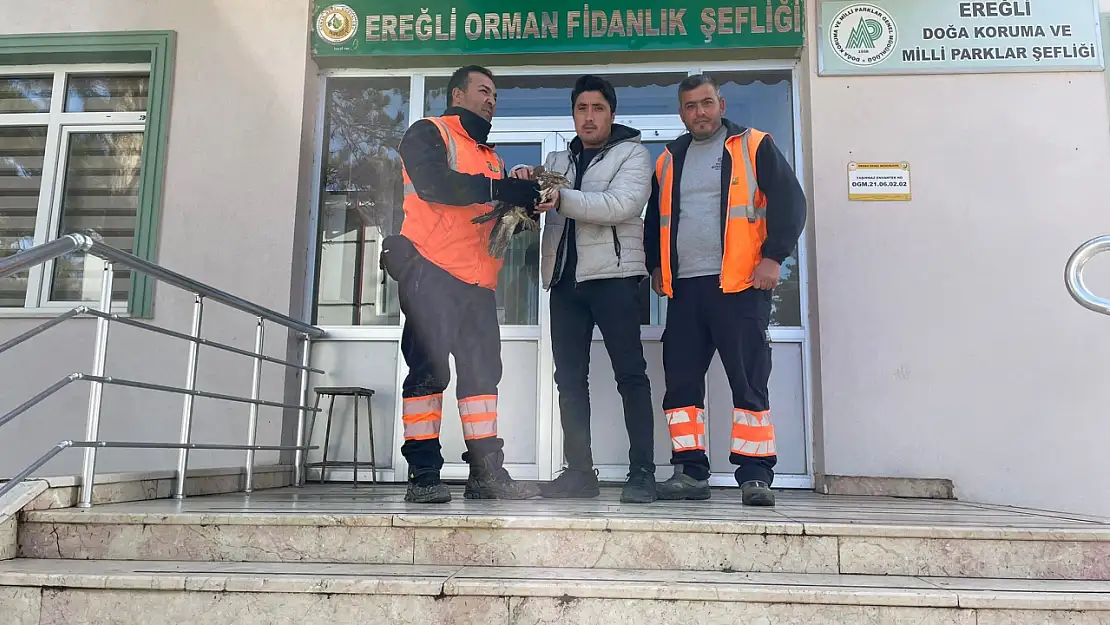 Konya'da bulunan yaralı şahin doğa koruma ekiplerine teslim edildi