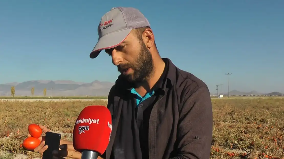 Konya'da domatesleri çürümeye terk edilen çiftçi, 'Yapamıyorlarsa insinler o koltuktan'