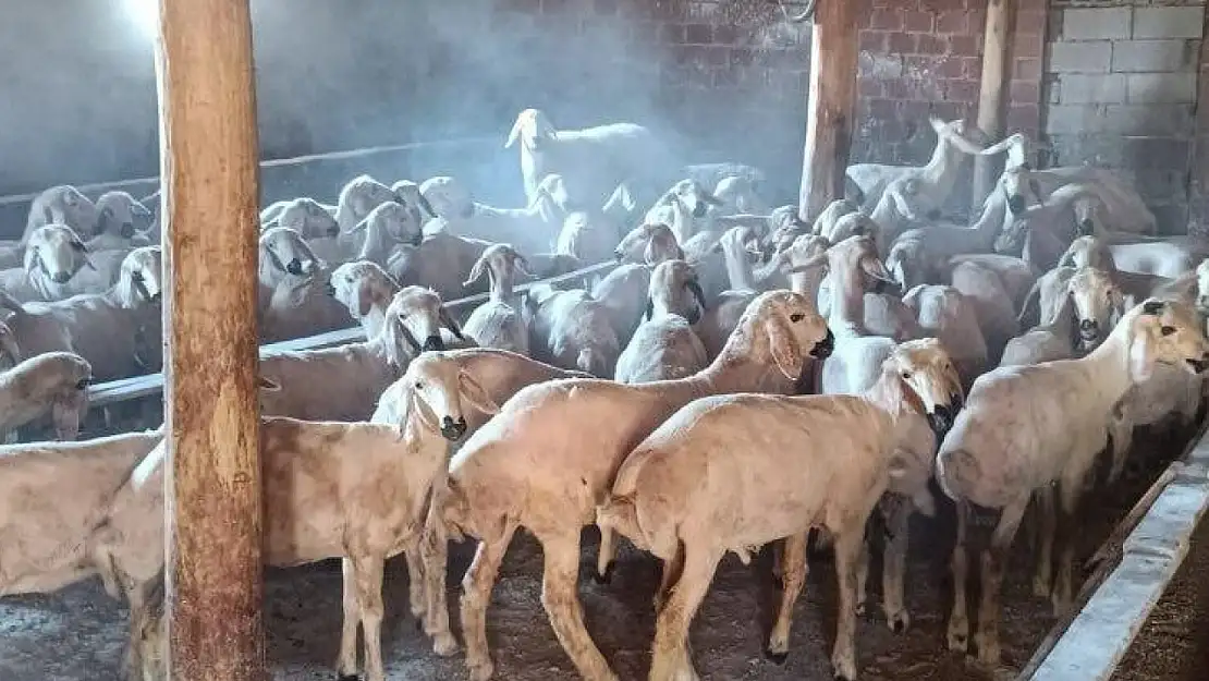 Konya'da hayvan hırsızları yakalandı!