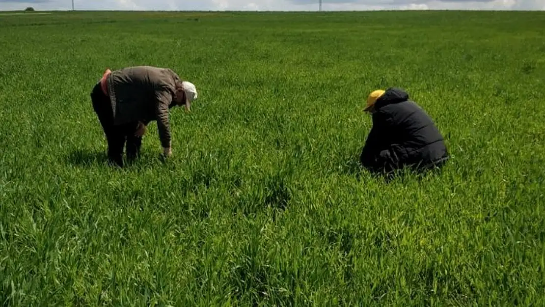 Konya'da hububat ekili arazide tarla faresi ile mücadele