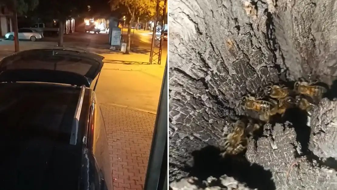 Konya'da kendi balını satarken ağacın içindeki sürprizle karşılaştı