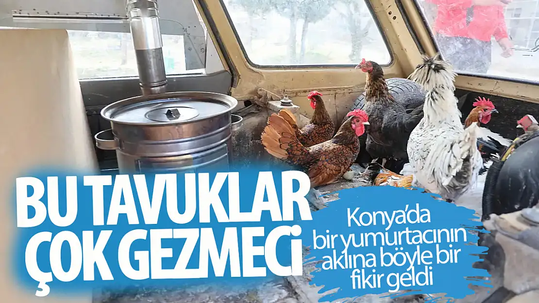 Konya'da ki bu tavuklar gerçekten 'geziyor'