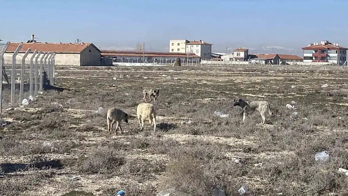Konya'da köpeklerin saldırısında ölen çocuğun cenazesi Suriye'ye götürüldü
