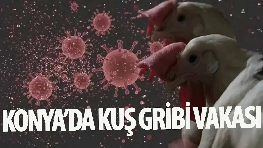 Konya'da Kuş Gribi Alarmı: Tavuk Çiftliğinde H5N1 Tespit Edildi