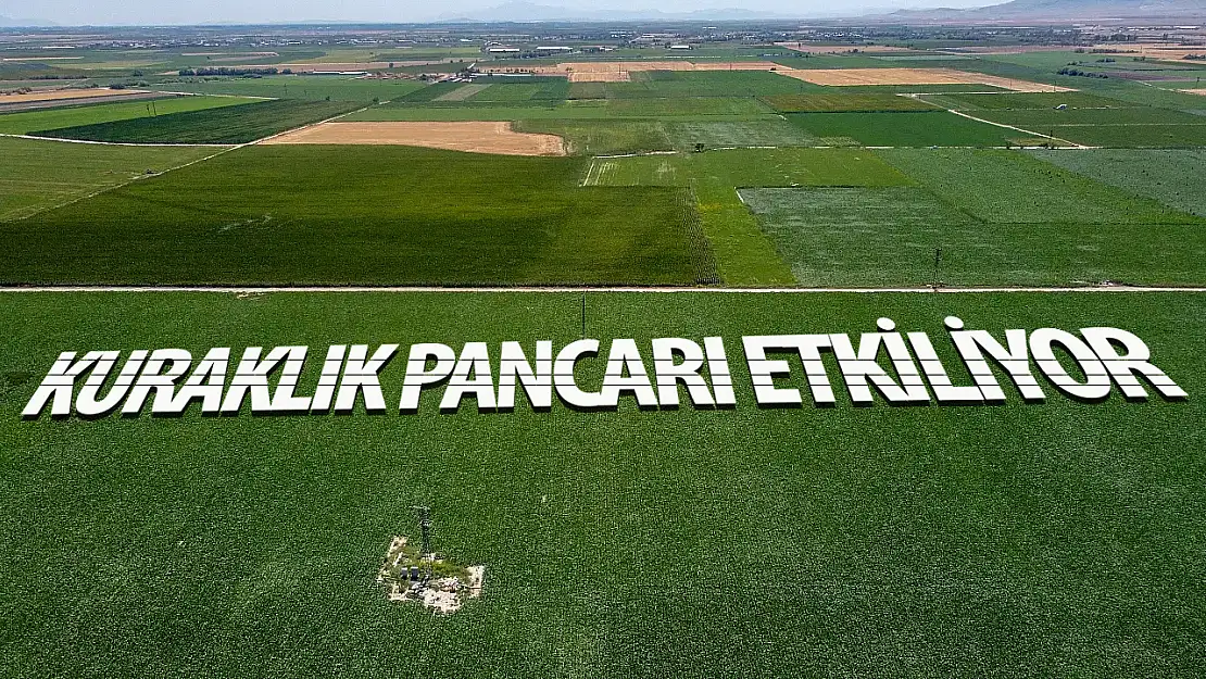 Konya' da kuraklık şeker pancarı üretimini olumsuz etkiliyor