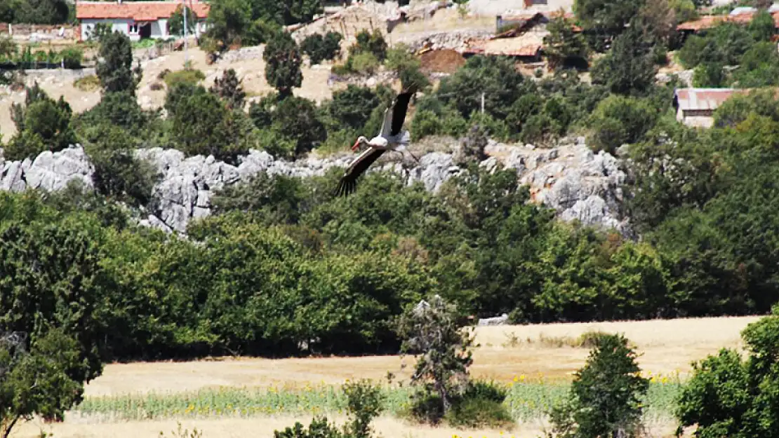 Konya'da leylekler yuvadan ayrılarak daha sıcak ülkelere uçtu