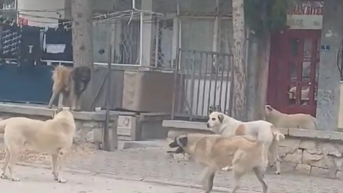 Konya'da öğrenci yurdunun önünde köpek sürüsü paniği