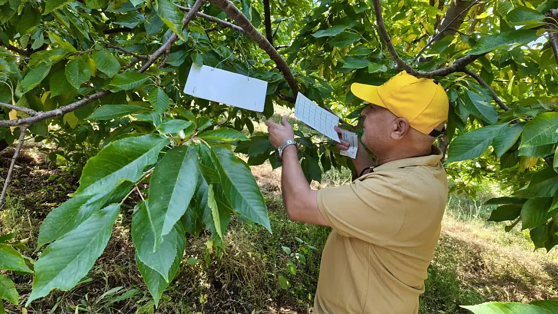 Konya'da patates ekili alanlar kontrol edildi