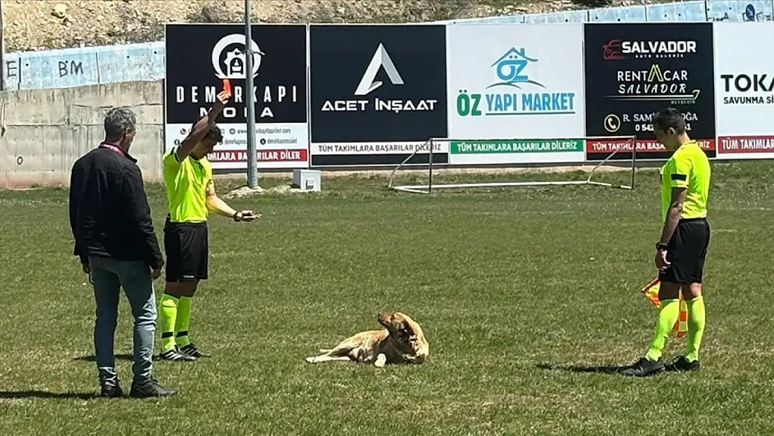 Konya'da sahaya giren köpeğe kırmızı kart!