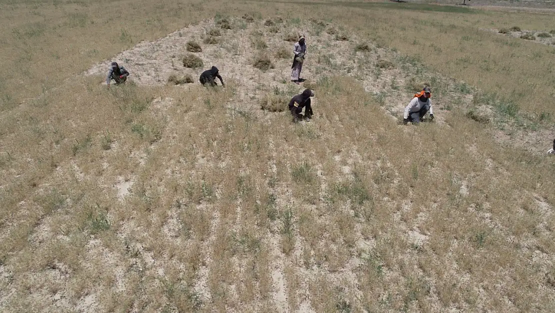 Konya'da susuz tarımdan tam 2 bin 800 ton mahsul elde edildi