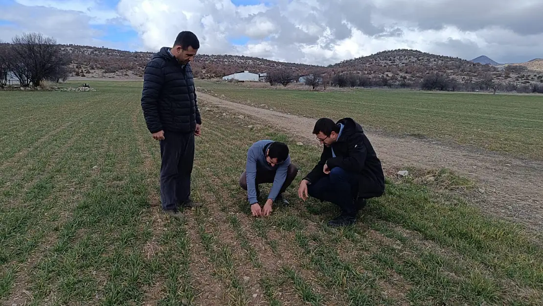 Konya'da ürünlerin gelişimleri kontrol altında tutuluyor!