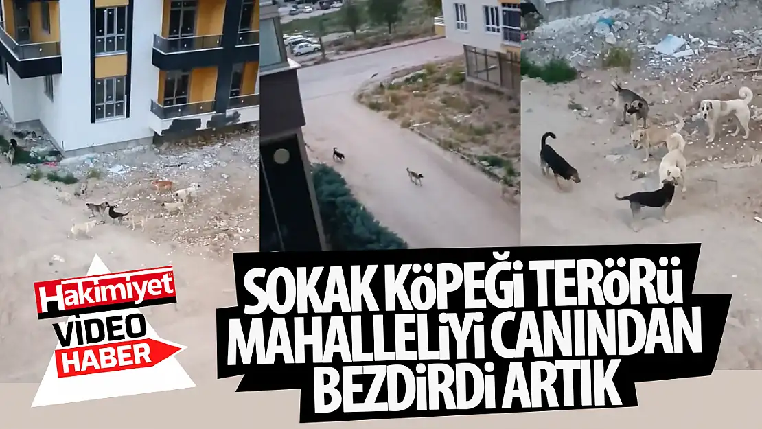 Konya'da Vatandaşı Canından Bezdirdi: Sokak Köpeklerinin Kavga Sesleri Uyutmuyor!