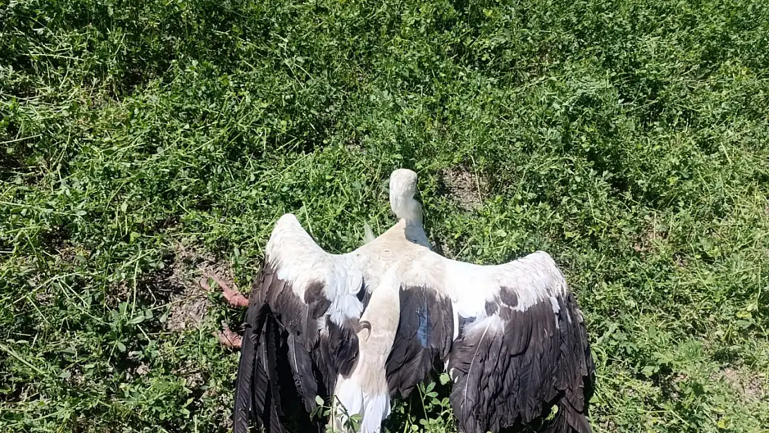 Konya'da yaralı leylek operasyonu: Tedavi altına alındı!